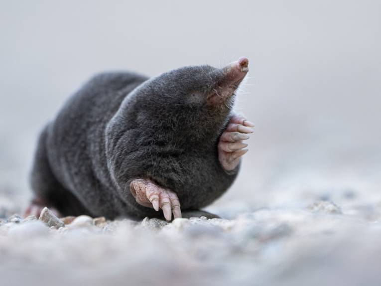 Ein Maulwurf wittert