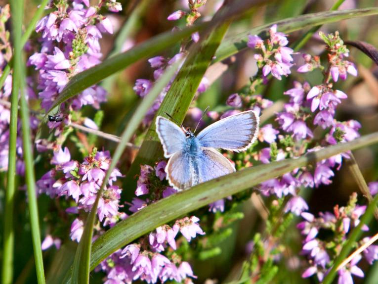 Ein blauer Schmetterling landet auf einer Moorpflanze.
