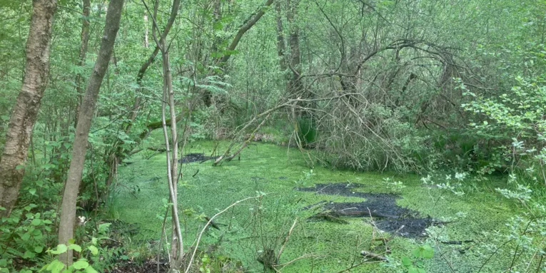 Nasses, sumpfiges Gebiet mit wilder Vegetation.