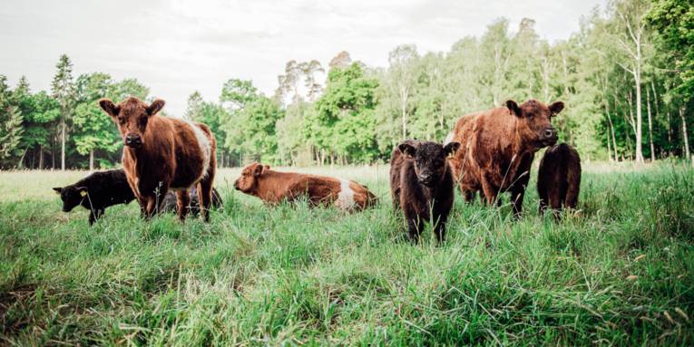 Galloways auf einer Weide