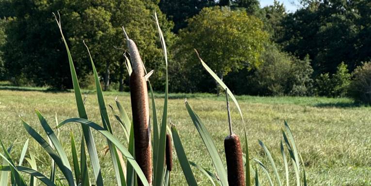 Rohrkolben in der Natur
