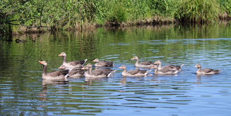 Graugänse schwimmen über eine Wasserfläche.