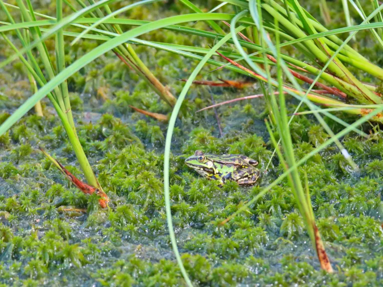 Ein schwarzgr&uuml;ner Frosch sitzt auf einer moosigen Wasseroberfl&auml;che.