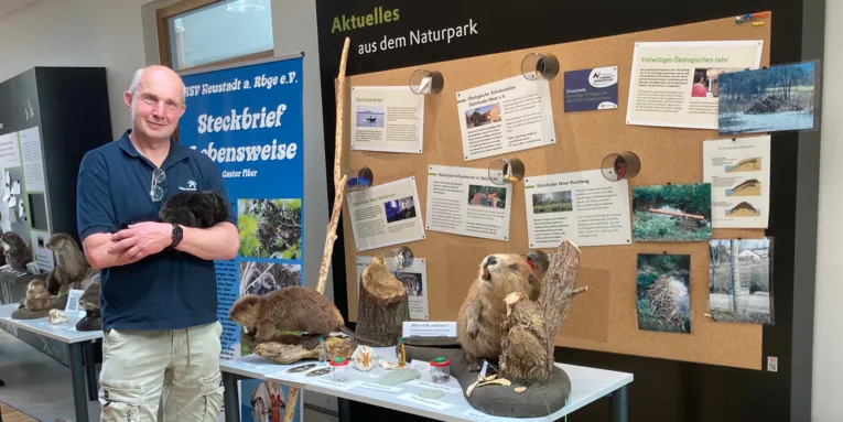 Ein Mann steht in einer Sonderausstellung zwischen Exponaten rund um das Thema Biber.
