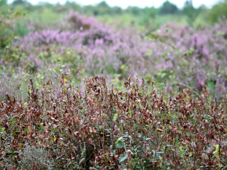 Die bl&auml;tter von Rauschbeeren, auch Moorbeeren genannt, sind br&auml;unlich verf&auml;rbt und welk.