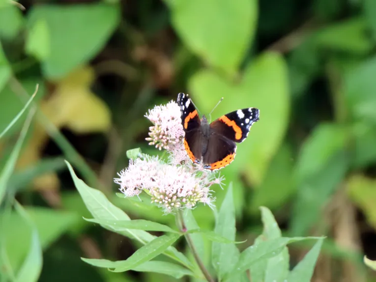 Ein Schmetterling sitzt auf einer Bl&uuml;te.