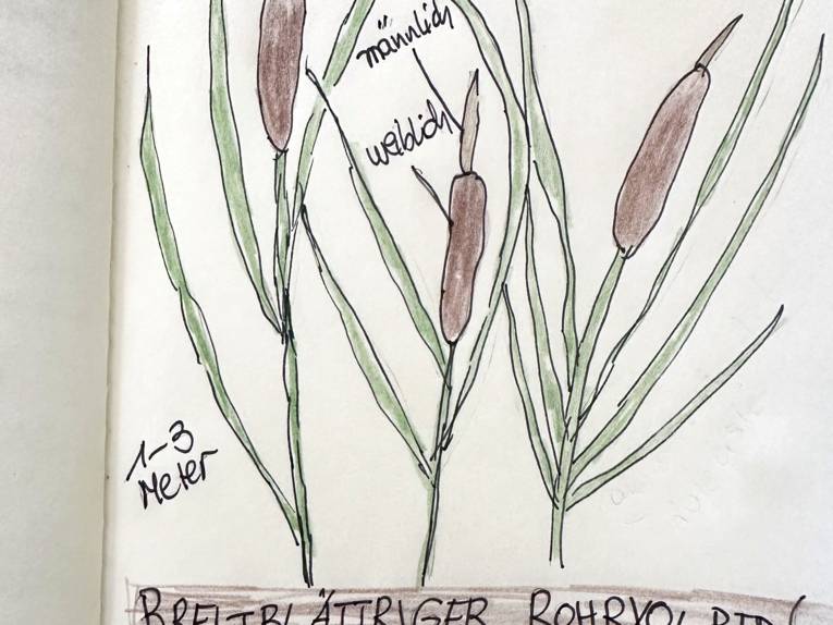 Rohrkolben gezeichnet und beschriftet