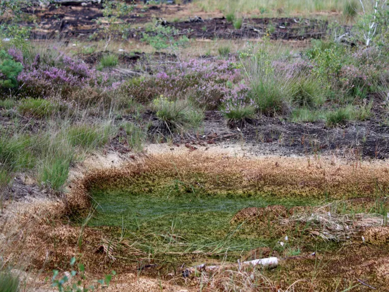 Ein T&uuml;mpel ist deutlich zusammengeschrumpft. Dort, wo kein Wasser mehr steht, sind Torfmoose braun statt gr&uuml;n. Im Hintergrund wachsen andere, krautige Pflanzen.