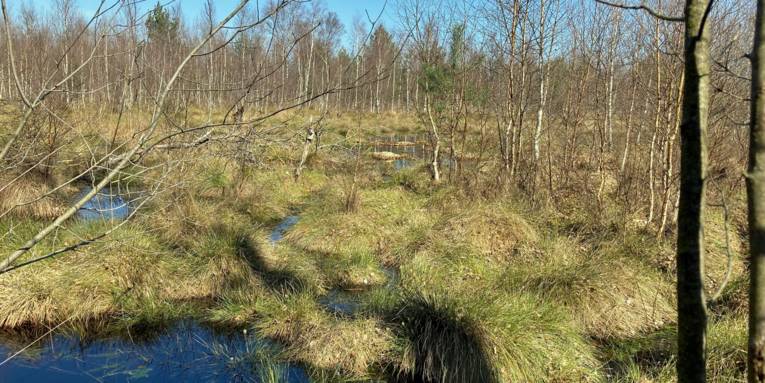 Wollgras wächst auf einer nassen Moorfläche, kleine weiße Blüten sind leicht zu erkennen.