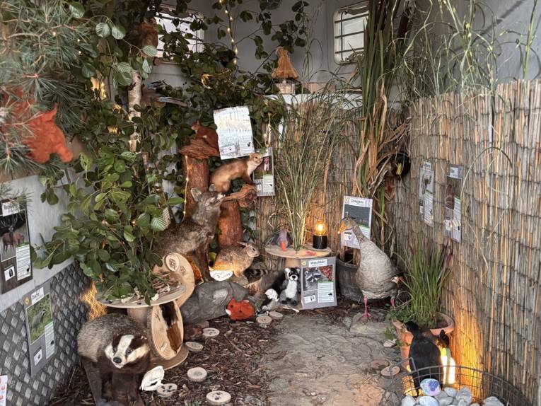 Blick in einen Pferdeanhänger, darin sind Exponate zum Thema Wald.