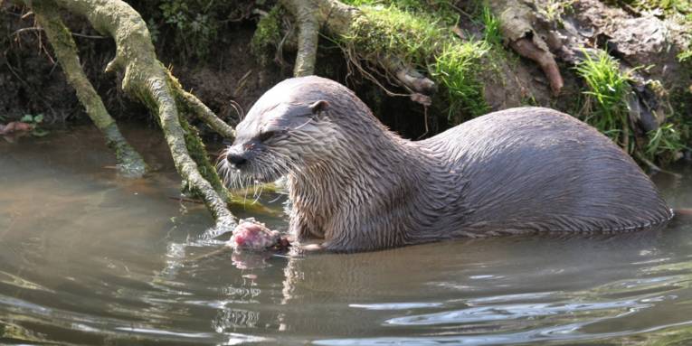Ein Fischotter hält eine Muschel in den Vorderpfoten, das Tier ist nur zur Hälfte im Wasser eines flachen Uferbereichs.