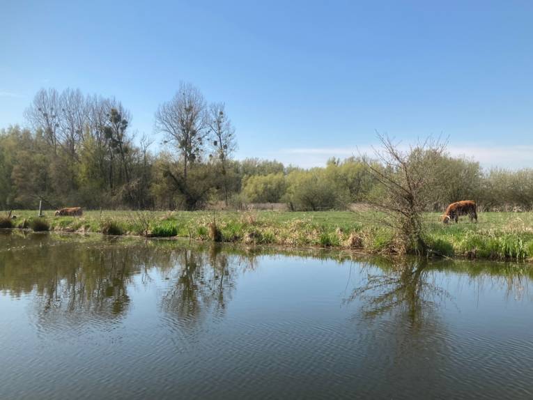 Der Blick geht über das Wasser, am Ufer grasen Rinder auf einer Weide.