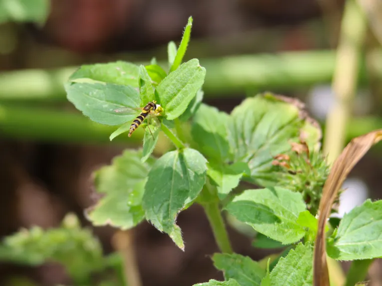 Ein gelbschwarzes Insekt (Schwebfliege) fliegt eine kleine Bl&uuml;te an.
