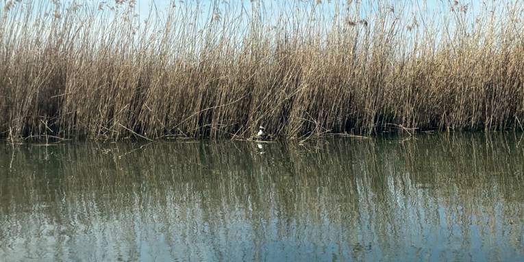 Ein Haubentaucher brütet im bewachsenen Uferbereich.