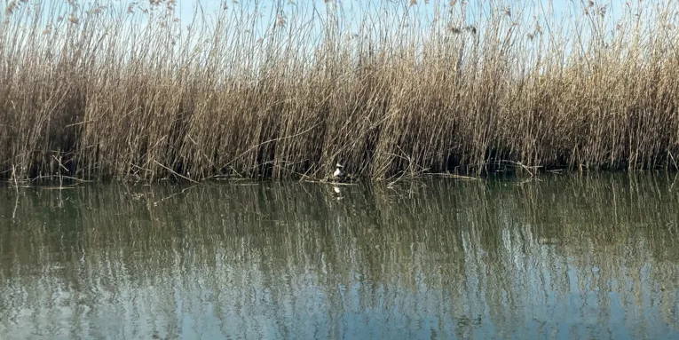 Ein Haubentaucher br&uuml;tet im bewachsenen Uferbereich.