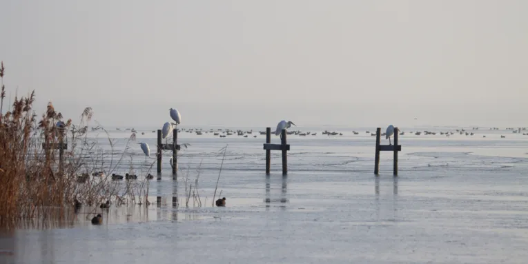 Verschiedene Wasserv&ouml;gel am Ufer des Steinhuder Meeres.