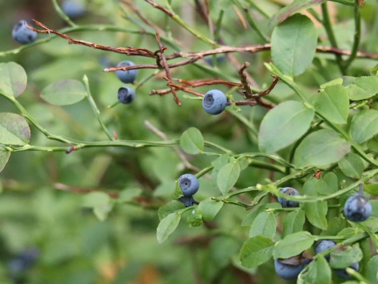 Blaubeeren an einem Strauch.