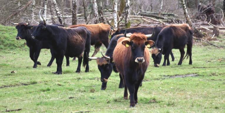 Eine besondere Rinderart mit langen Hörnern und zotteligen (Kopf-)Haaren grast auf einer Weide.