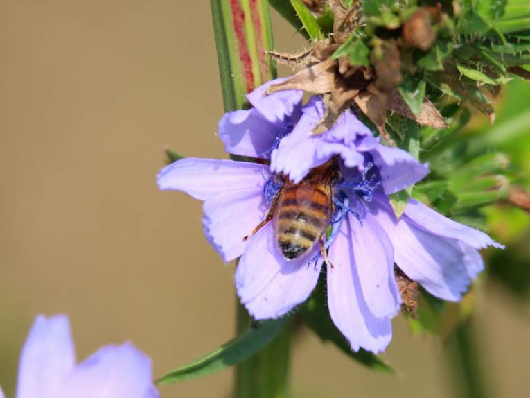 Eine Honigbiene kriecht in eine Blüte.