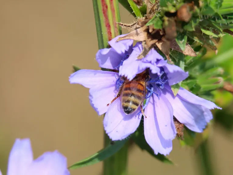 Eine Honigbiene kriecht in eine Bl&uuml;te.