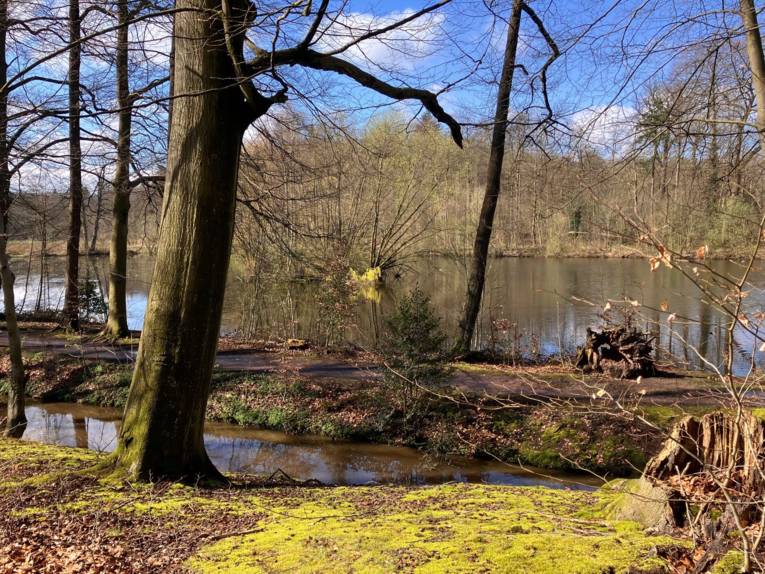 Bäume und Sträucher wachsen an einem Weg und einer Wasserfläche.