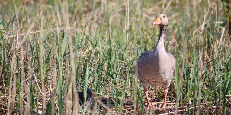 Eine Gans geht am Boden.