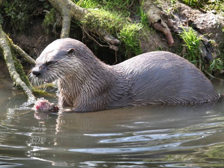 Ein Fischotter hält eine Muschel in den Vorderpfoten, das Tier ist nur zur Hälfte im Wasser eines flachen Uferbereichs.