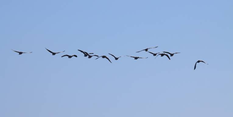 Ein Gänseschwarm fliegt am blauen Himmel.