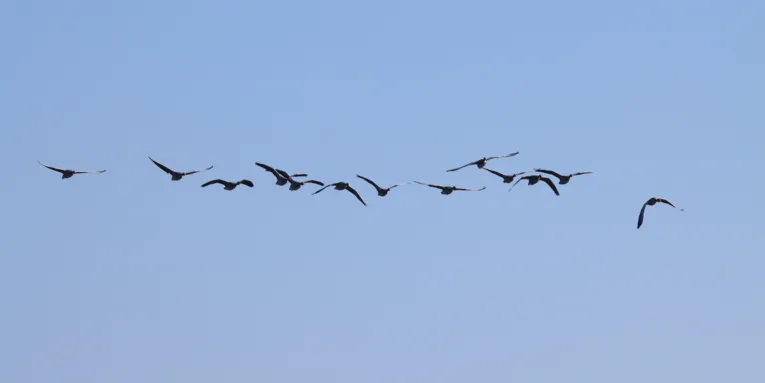 Ein G&auml;nseschwarm fliegt am blauen Himmel.