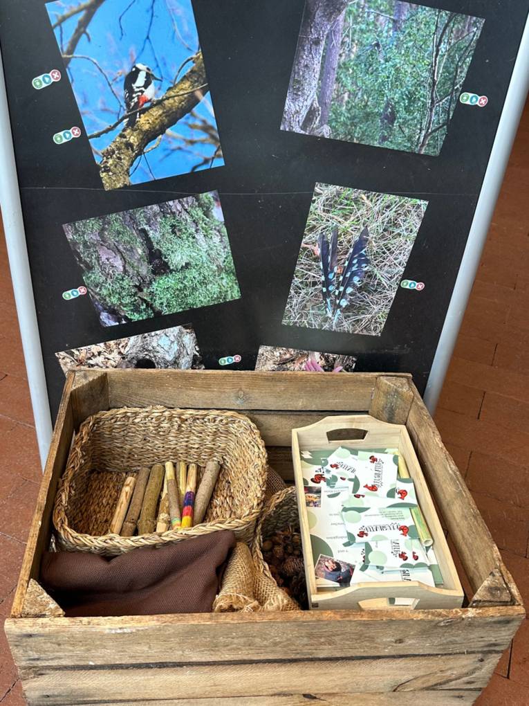 Material bei der Veranstaltung zum Buntspecht