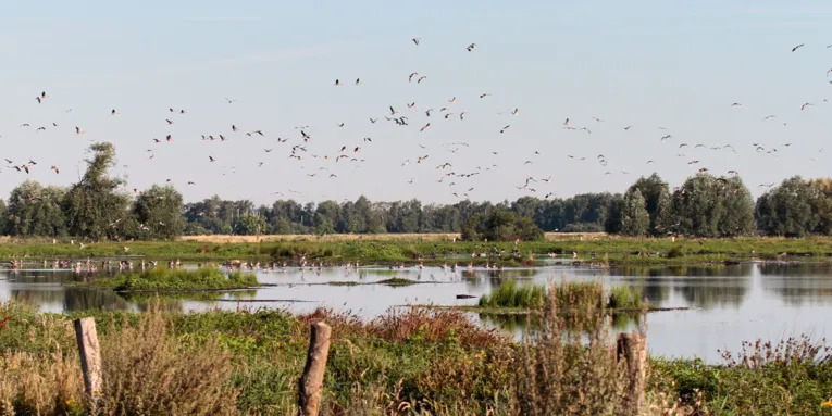 V&ouml;gel fliegen &uuml;ber einem Feuchtgebiet mit Gr&auml;sern und Wasserfl&auml;chen oder ruhen auf dem Wasser.