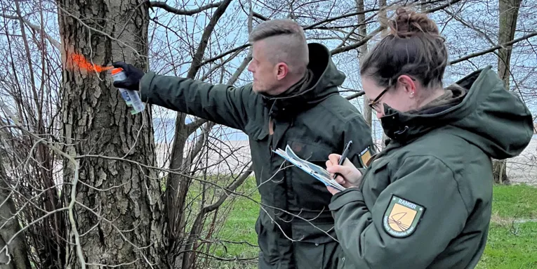 Ein Ranger und eine Rangerin begutachten einen Baum im Zuge der Verkehrssicherung.