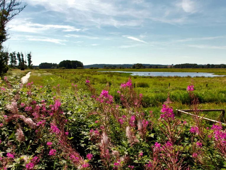 Im Vordergrund sind blühende Pflanzen, im Hintergrund ist eine flache Landschaft mit nassen und unter Wasser stehenden Wiesen.
