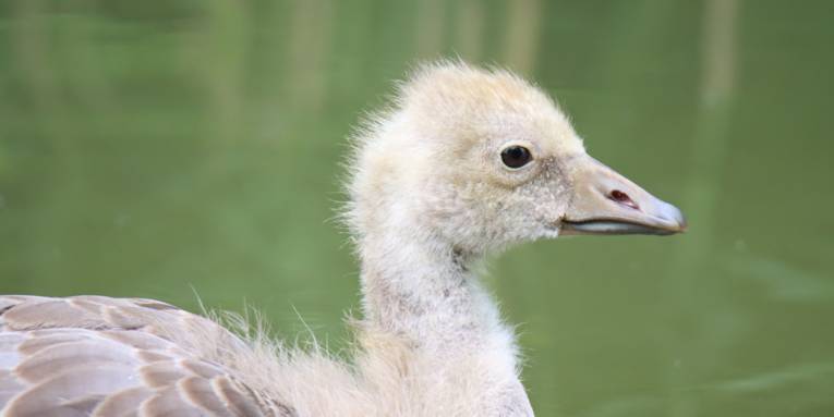 Nahaufnahme eines Graugänsekükens.