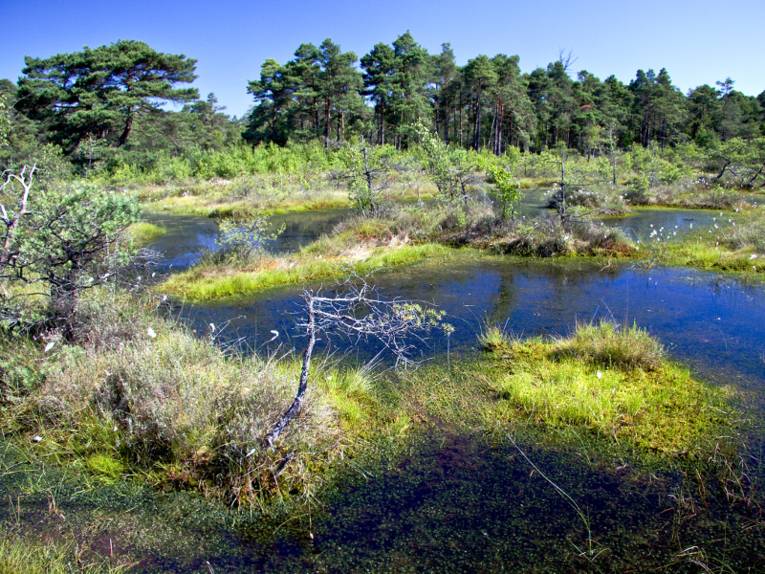 Moorgebiet mit Wasser an der Oberfläche, Wollgras uns abgestorbenen Bäumen.