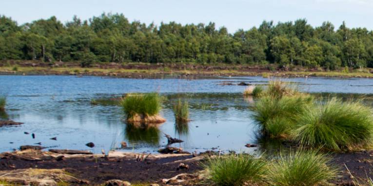 Moorlandschaft mit moorspezifischen Gräsern und anderen Pflanzen, der Boden ist feucht und torfhaltig.