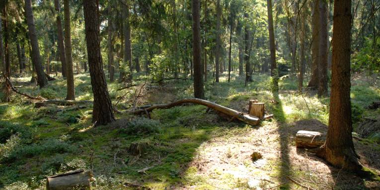 Waldboden mit Totholz.