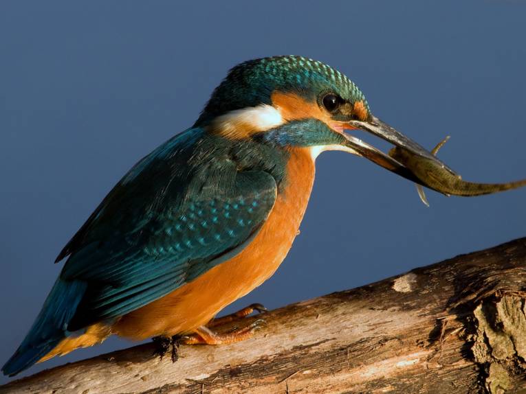 Eisvogel mit Fisch im Schnabel