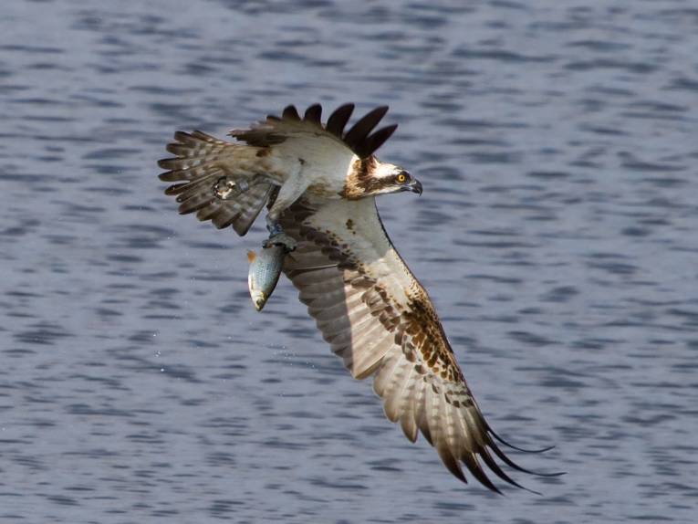 Ein Fischadler fliegt mit einem Fisch in seinen Klauen.