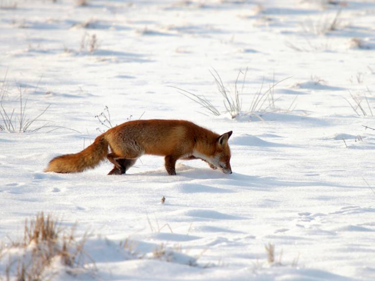 Fuchs im Schnee