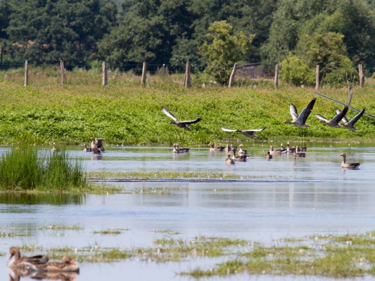In einem See, der umgeben ist von Grün und Bäumen, schwimmen mehrere Enten. Fünf weitere Enten fliegen in geringer Höhe über das Wasser.