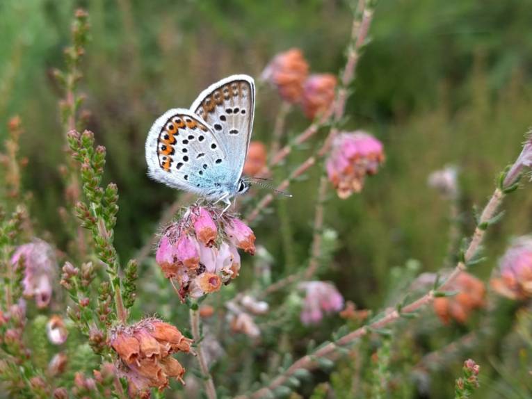 Schmetterling auf einer Blüte