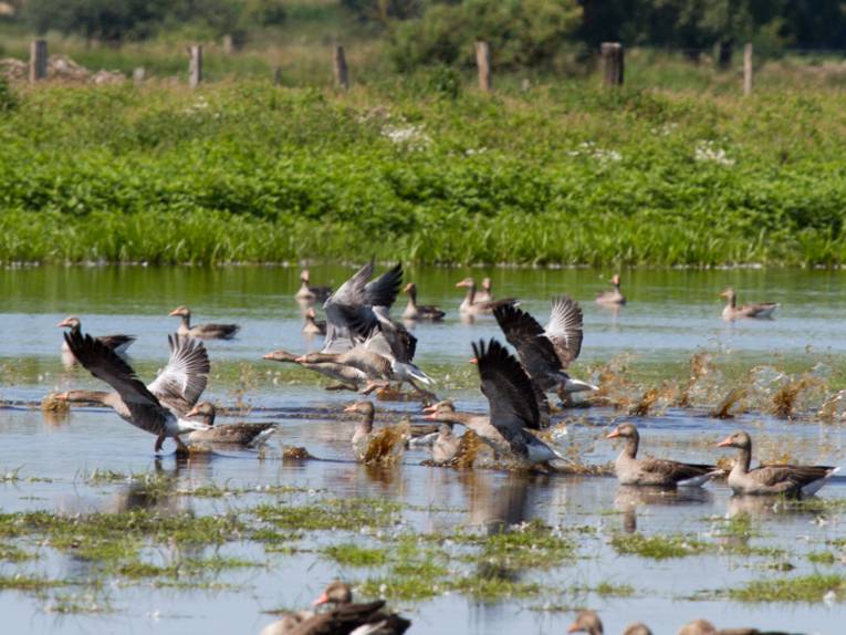 Mehrere Gänse fliegen aus dem Wasser heraus los, andere Gänse schwimmen auf dem Wasser der Meerbruchwiesen.