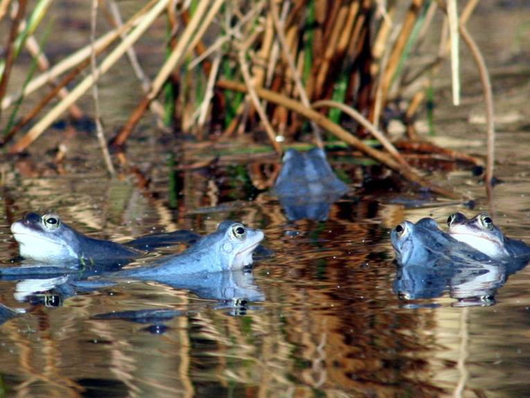 Blaue Frösche in einem Gewässer