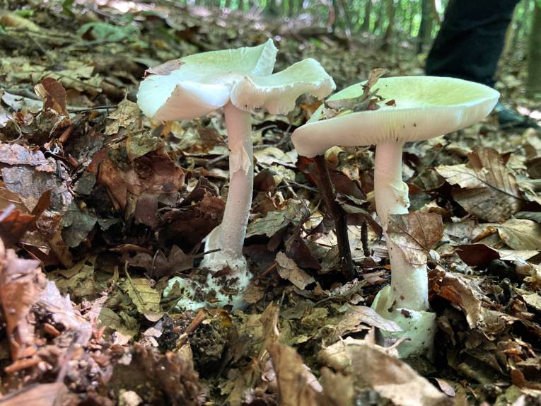 Zwei Fruchtkörper des Grünen Knollenblätterpilzes erheben sich aus dem Waldboden.