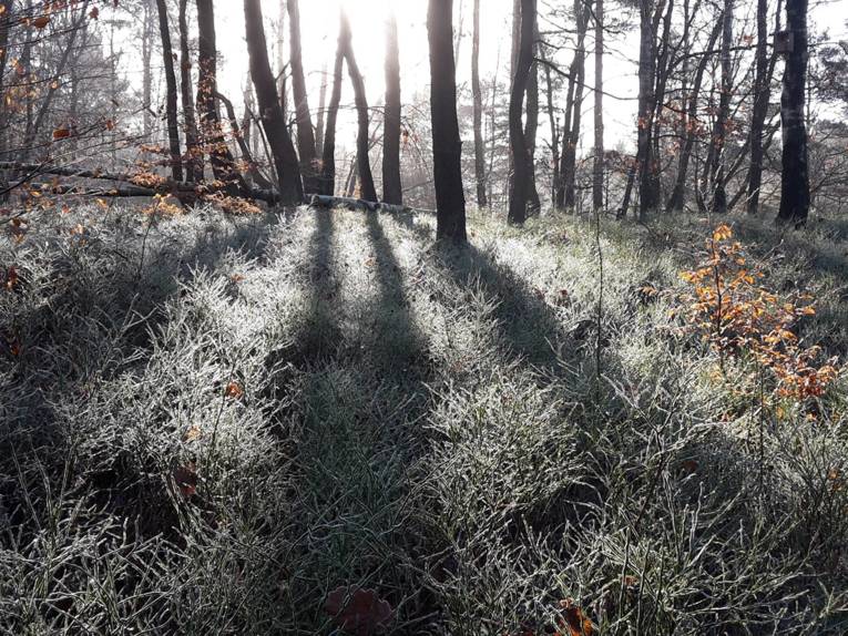 Gräser und Bäume sind von Raureif überzogen, im Spiel mit der Sonne im Gegenlicht entstehen interessante Schatten und Kontraste.