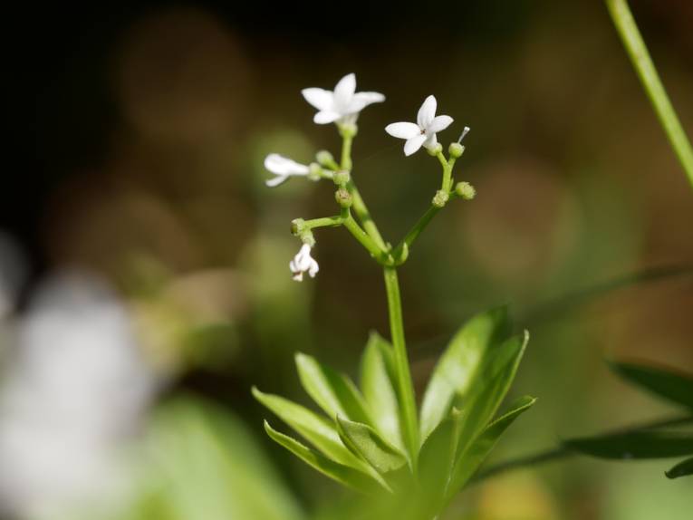 Waldmeister bzw. Wohlriechendes Labkraut mit weißer Blüte und grünem Stängel.