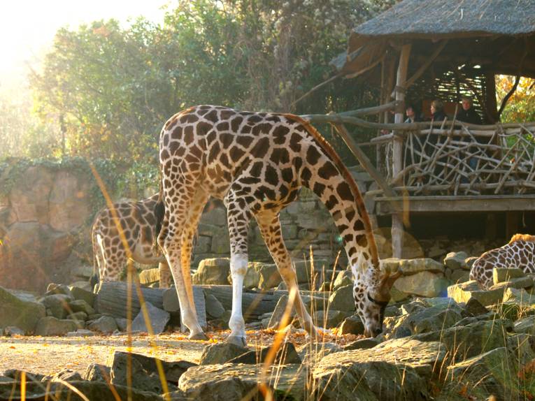Erlebnis-Zoo Hannover