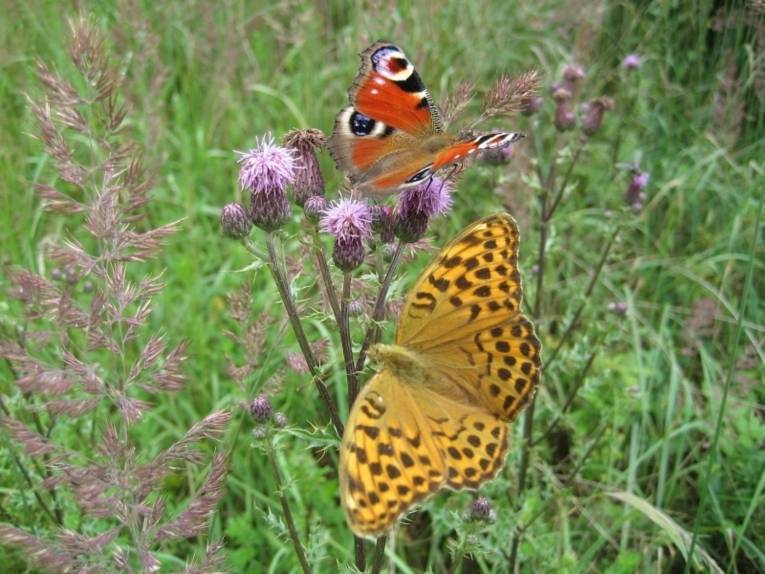 Zwei Schmetterlinge auf einer Distel