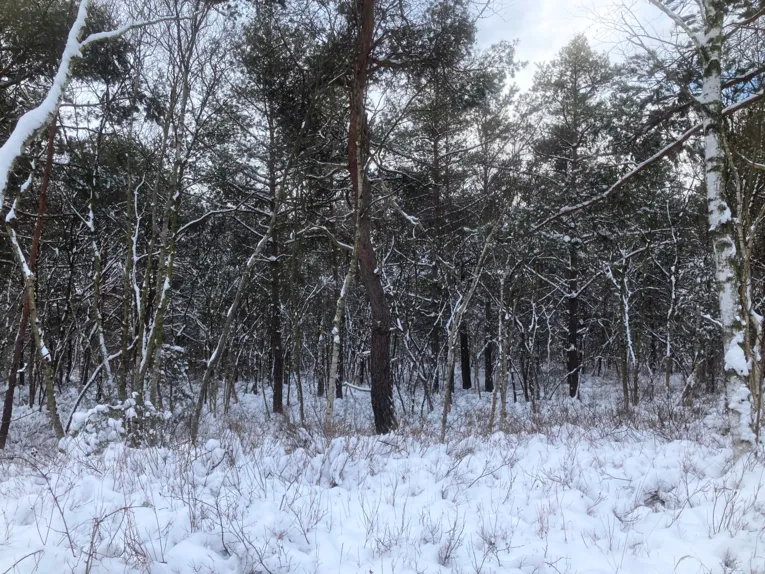 Schnee liegt auf den &Auml;sten von B&auml;umen, die Umgebung rundherum ist auch von Schnee bedeckt.